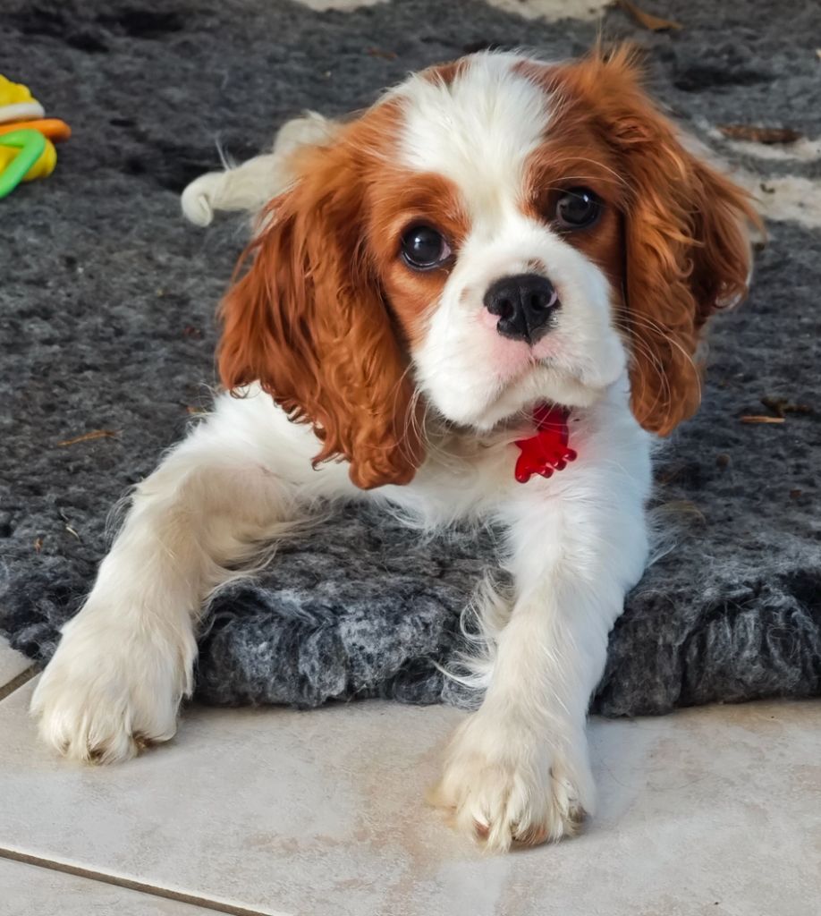 Of Eternal Kindness - Chiots disponibles - Cavalier King Charles Spaniel