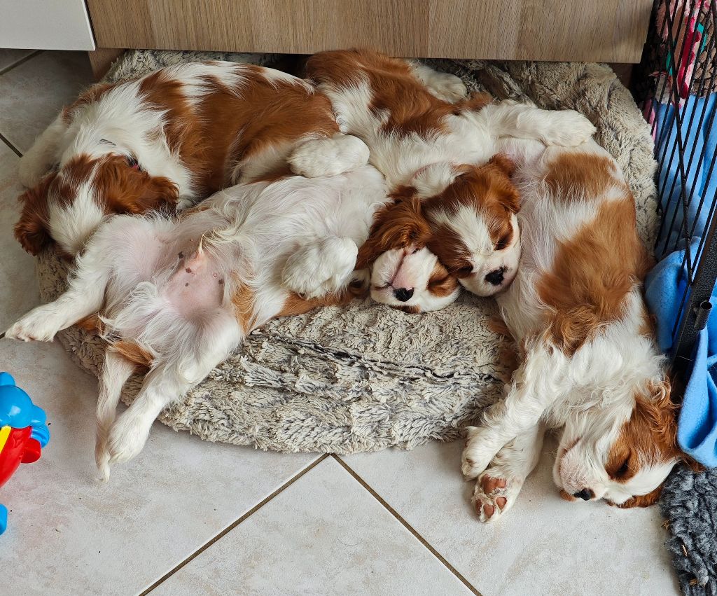 Of Eternal Kindness - Cavalier King Charles Spaniel - Portée née le 04/03/2025
