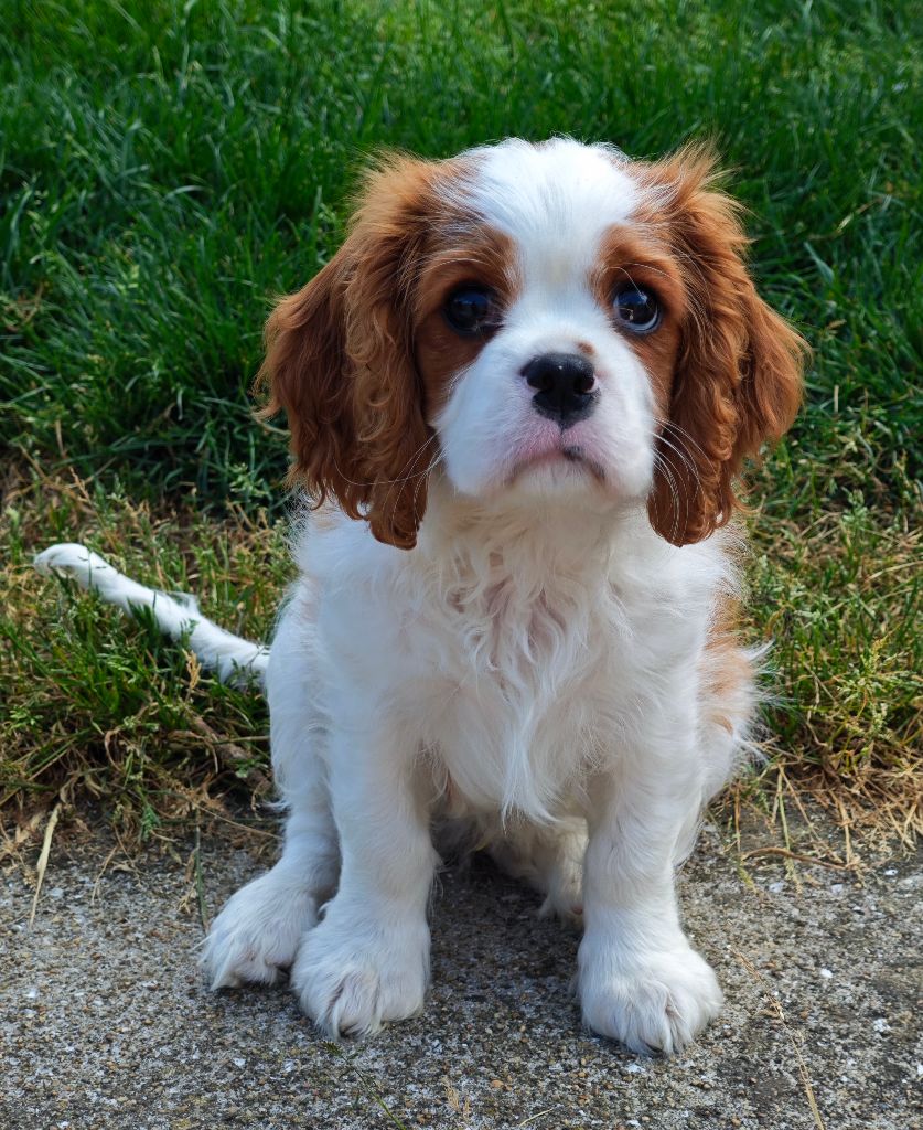 Of Eternal Kindness - Chiots disponibles - Cavalier King Charles Spaniel