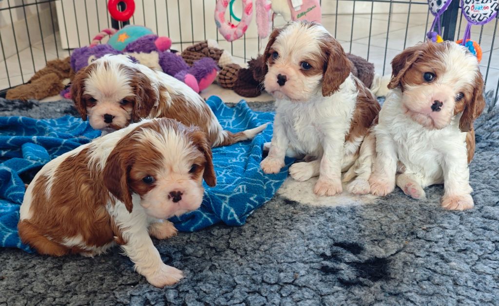 Of Eternal Kindness - Cavalier King Charles Spaniel - Portée née le 04/03/2025